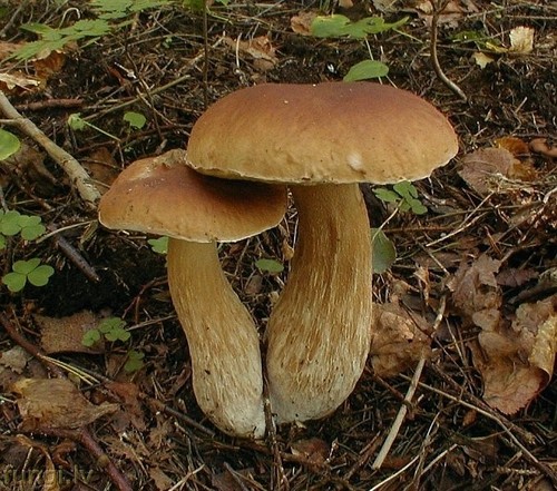 Boletus edulis porcini - boletus,