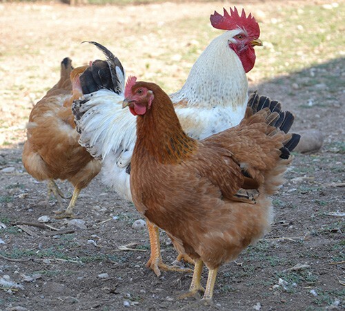 Uova fertili feconde razza da - uova,