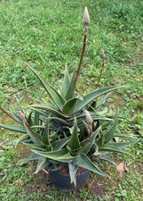 ALOE MITRIFORMIS (ACCESTITA) -