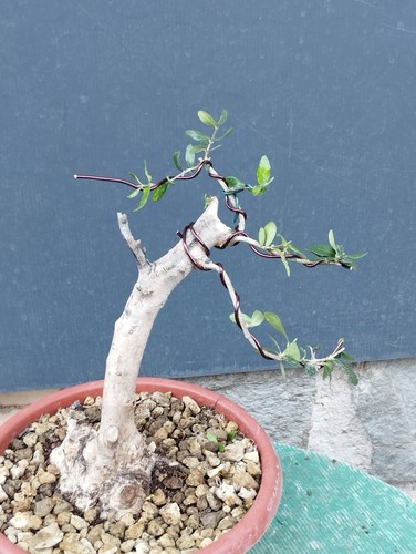 Bonsai olivastro 27x10cm - bonsai,
