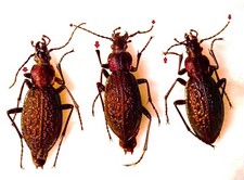 Carabidae CARABINAE Carabus