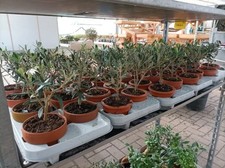 Bonsai Olivo Vaso Terracotta