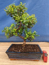 bonsai di ciliegio cinese h 42