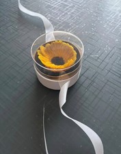 girasole stabilizzato