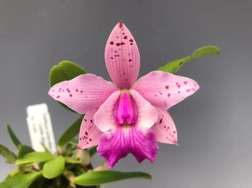 Kiyoka kitou cattleya - kiyoka,