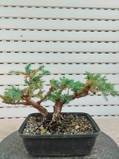 Bonsai di Ginepro