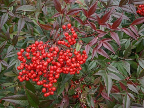 Pianta nandina domestica - pianta,
