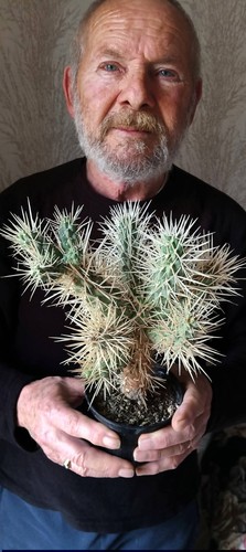 Opuntia tunicata big - ,