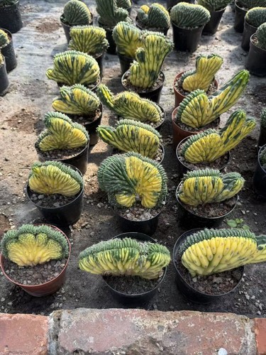 Piante cactus succulente - piante, di