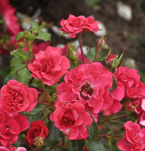 Rosa alto fusto - , 80-100