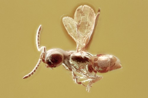 Bella wasp megasplidae - bella,