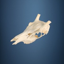 508SKU Teschio di cervo