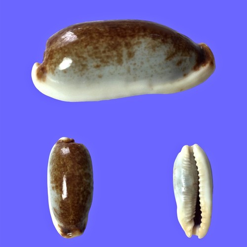 Cypraea cylindrica lenella - , f
