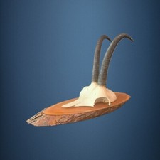 169CAM Trofeo di caccia di camoscio 19cm