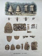 Apicoltura,Api,Arnia, Favi litografia originale XIX secolo