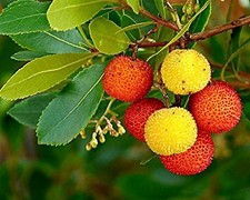 Pianta di Corbezzolo (Arbutus