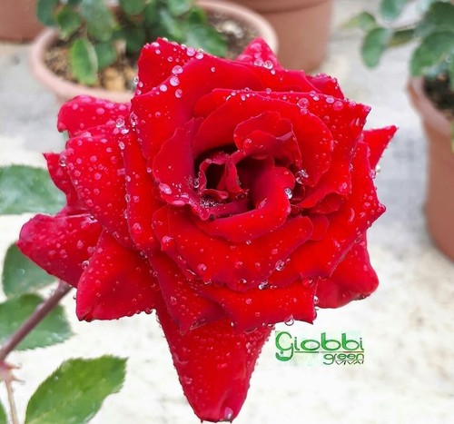 Rosa grandi fiori marcel - rosa,