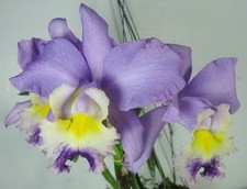 Cattleya Valentine 'Billy's