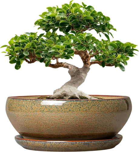 Vasi per bonsai ceramica - bonsai, in