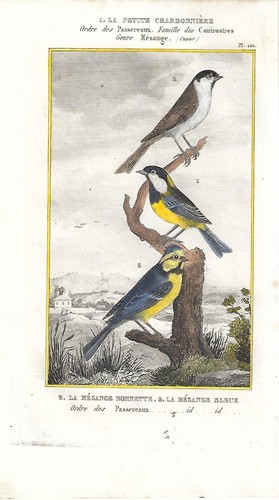 Stampa antica uccelli - stampa,