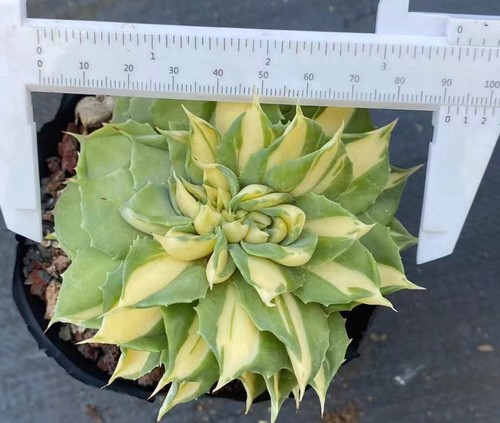 Rara agave isthmensis ohui - rara, 'ohui