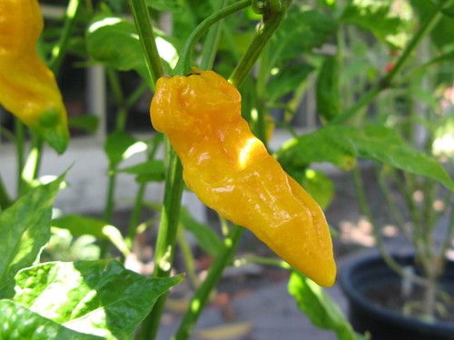 Semi peperoncino fatalii - 20,