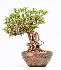 Bonsai di Azalea Rododendron