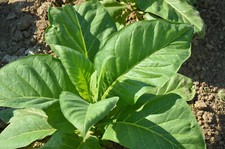 2000 SEMI DI TABACCO NICOTINA TABACUM A SCELTATRA GOLDEN VIRGINIA HAVANNA BURLEY