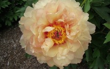 1 Pianta Di Peonia Magic