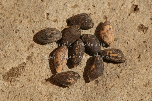 Pinus oocarpa semi - oocarpa,,