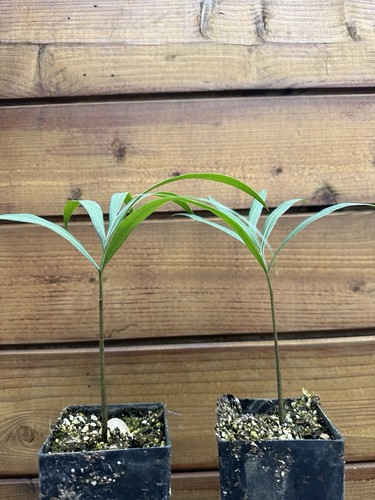 Cycas debaoensis live rare - cycas,
