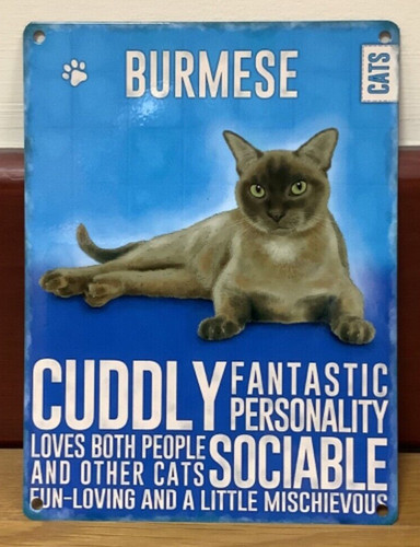 Gatto birmano insegna da - -,