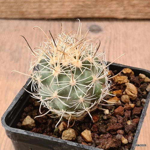 D6164 sclerocactus wrightiae - d6164,