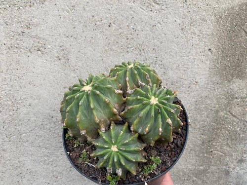 Ferocactus glaudescent inermis - ferocactus,