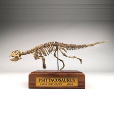 Statua dinosauro scheletro