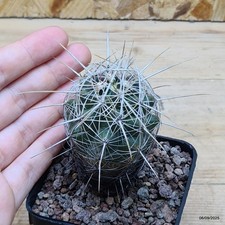 Thelocactus bicolor - Cactus