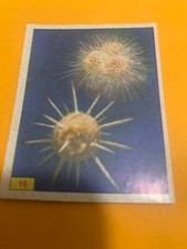 FIGURINA N. 15 ANIMALI