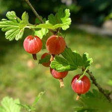Pianta uva spina - uva, rossa