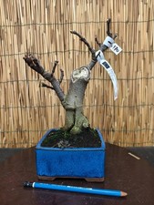 Bonsai di Fico h 31cm Visita