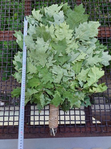 Quercia scope canadesi - scope,