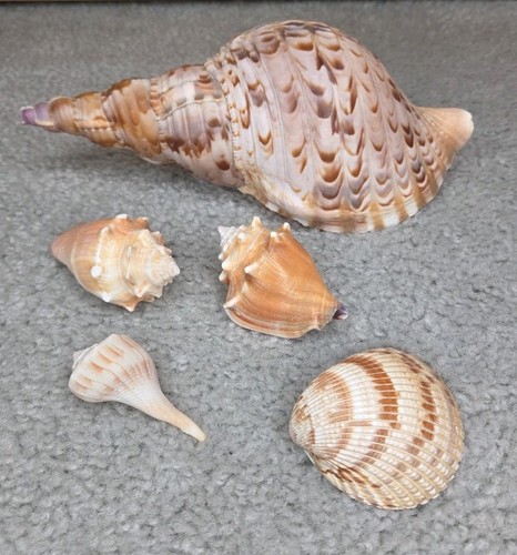Tromba charonia tritonis - tromba,