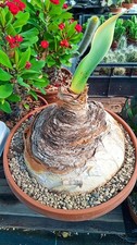 Boophone haemanthoides