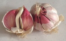 Aglio Rosso di Proceno - per