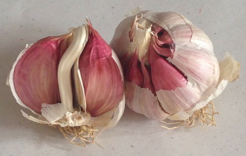 Aglio rosso proceno per - aglio,