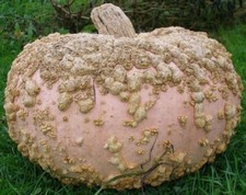 15 SEMI DI ZUCCA GALLOSA EYSINES - ZUCCA ARACHIDI + OMAGGIO