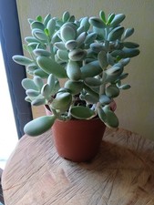 pianta grassa adromischus