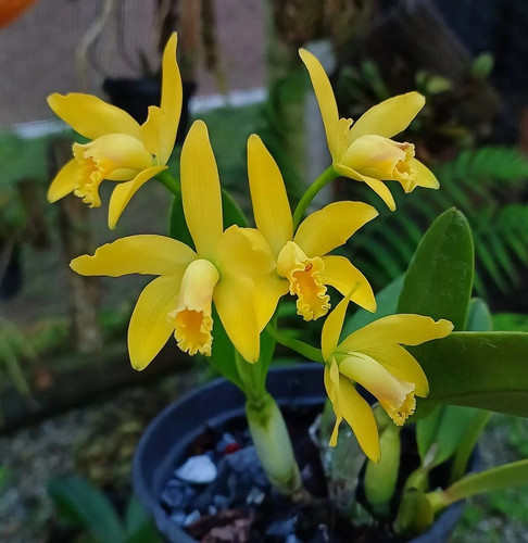Cattleya luteola laelia - cattleya, x