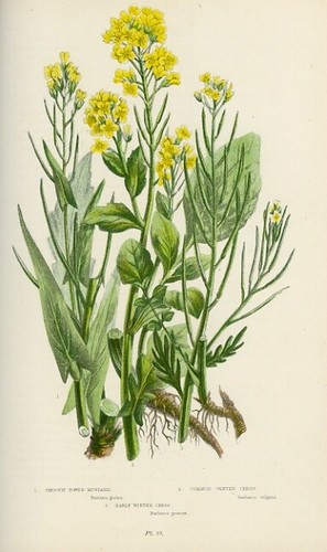 Stampa botanica antica 1899 - antica,
