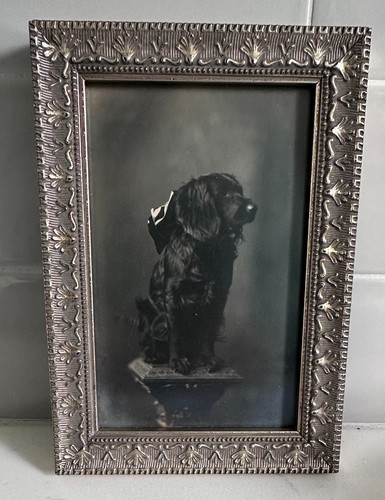Antique portrait cocker - of,