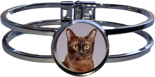 Burmese cat pet - burmese,